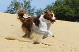 BORDER COLLIE 089